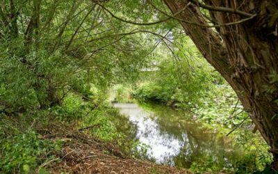 Watford: River Colne