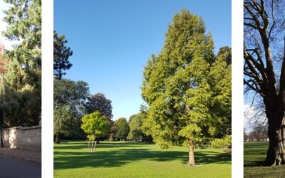 Cambridge: Tree Canopy