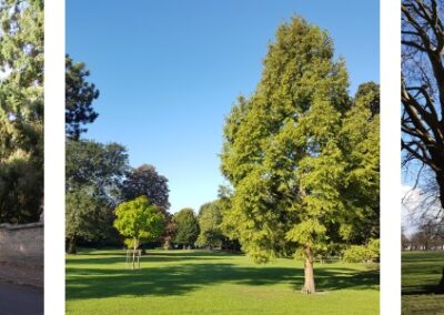 Cambridge: Tree Canopy