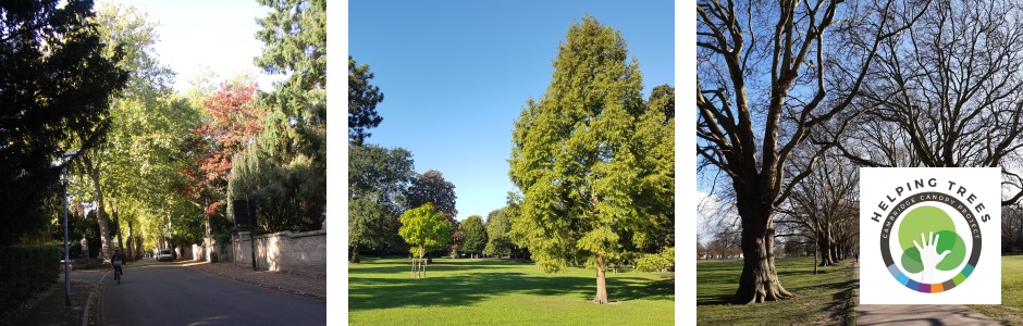 Cambridge: Tree Canopy