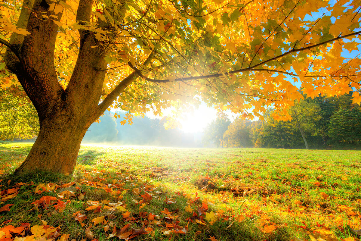 autumn, horse chestnut, sunlight